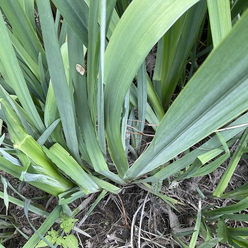 Iris pseudacorus