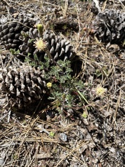 Chaenactis douglasii douglasii