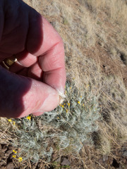 Senecio flaccidus flaccidus