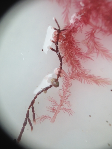Image of Bonnemaisonia hamifera by (c) Lena Struwe, some rights reserved (CC BY-SA)