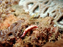 Hypselodoris decorata