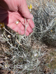 Senecio flaccidus flaccidus