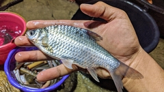 Barbonymus gonionotus