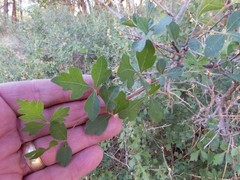 Rhus aromatica aromatica
