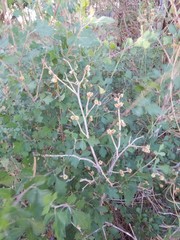 Rhus aromatica aromatica