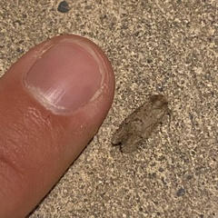 Acrolophus kearfotti