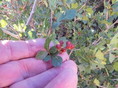 Rhus aromatica aromatica