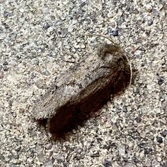 Acrolophus kearfotti