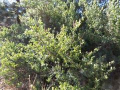 Rhus aromatica aromatica