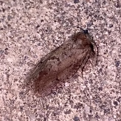 Acrolophus kearfotti