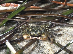 Pachygrapsus crassipes