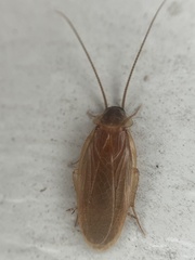 Compsodes schwarzi