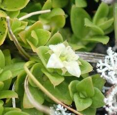 Mitrasacme pilosa