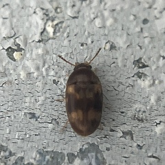 Litargus balteatus