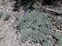 Lupinus elatus