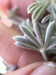 Lupinus elatus