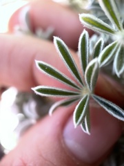 Lupinus elatus