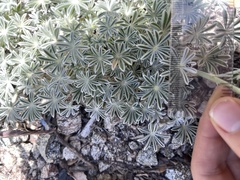 Lupinus elatus