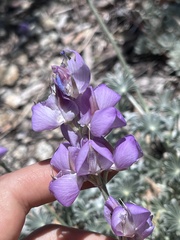 Lupinus elatus
