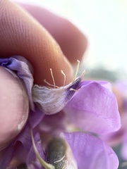 Lupinus elatus