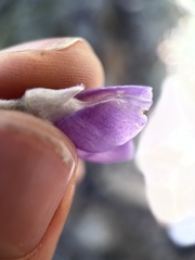Lupinus elatus