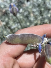 Lupinus elatus