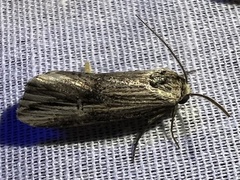 Crambodes talidiformis