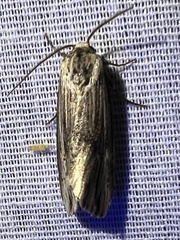 Crambodes talidiformis