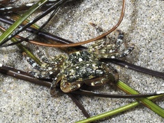 Pachygrapsus crassipes