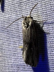 Crambodes talidiformis