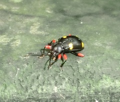 Eumorphus quadriguttatus