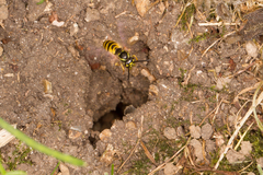 Vespula vulgaris
