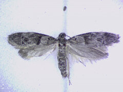 Wockia asperipunctella