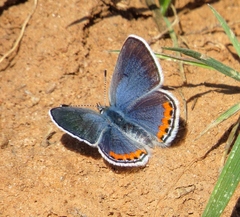 Icaricia lupini texanus