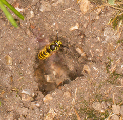 Vespula vulgaris