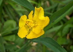 Ranunculus lingua