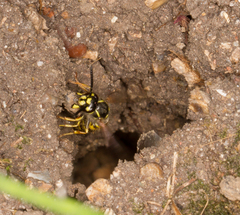 Vespula vulgaris