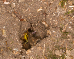 Vespula vulgaris