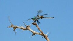 Pachydiplax longipennis