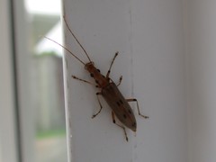 Parisopalpus nigronotatus