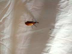 Pseudocistela ceramboides