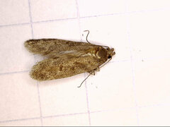 Filatima abactella
