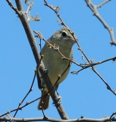 Vireo bellii