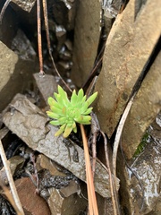 Sedum stenopetalum