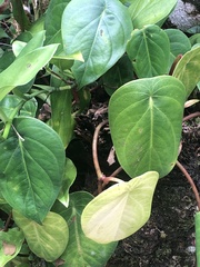 Peperomia flexinervia