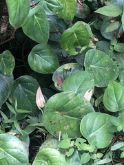 Peperomia flexinervia