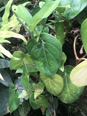 Peperomia flexinervia