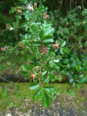 Rosa transmorrisonensis