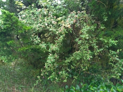 Rosa transmorrisonensis