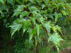 Acer morrisonense